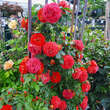 Rose 'Starlet Carmen': Bild 7/7