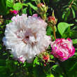 Rose 'Leda': Bild 3/4