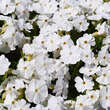 Phlox subulata 'Maischnee': Bild 1/3