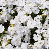 Phlox subulata 'Maischnee' - Polsterphlox