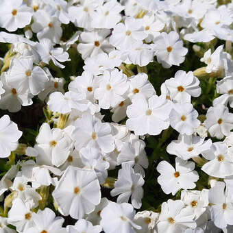 Phlox subulata 'Maischnee'