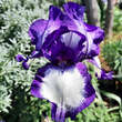 Iris germanica 'Stepping Out': Bild 1/2