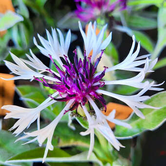 Centaurea montana 'Amethyst in Snow'