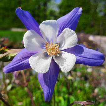 Aquilegia 'Blue Star'