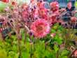 Geum 'Pink Petticoats': Bild 2/2