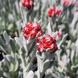 Helichrysum 'Red Jewel' - Strohblume