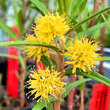 Lysimachia thyrsiflora: Bild 3/3