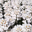 Iberis sempervirens 'Schneeflocke': Bild 2/8