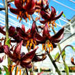 Lilium martagon 'Claude Shride': Bild 5/6