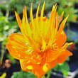 Trollius chinensis 'Golden Queen': Bild 4/4