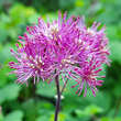 Thalictrum 'Little Pinkie': Bild 2/4