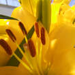 Lilium 'Yellow County': Bild 4/4