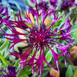 Centaurea montana 'Amethyst Dream': Bild 1/3