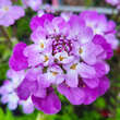 Iberis sempervirens 'Absolutely Amethyst': Bild 1/3