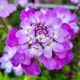 Iberis sempervirens 'Absolutely Amethyst' - Schleifenblume