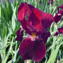 Iris germanica 'Red Orchid' - Hohe Schwertlilie, Iris