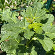 Ficus carica 'Zaubergarten': Bild 1/1