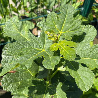Ficus carica 'Zaubergarten'
