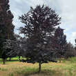Fagus sylvatica 'Spaethiana': Bild 2/3