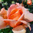 Rose 'Capri': Bild 2/2