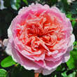 Rose 'Eustacia Vye': Bild 7/8