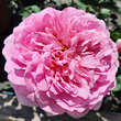 Rose 'Princess Alexandra of Kent': Bild 4/4