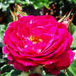 Rose 'Blue Eden': Bild 7/7