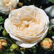 Rose 'Artemis': Bild 8/9