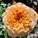 Rose 'Golden Celebration' - Englische Strauchrose