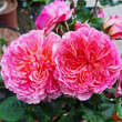 Rose 'Theo Clevers': Bild 5/5