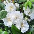 Rose 'Guirlande d'Amour': Bild 5/7