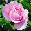 Rose 'Eustacia Vye': Bild 8/8