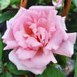 Rose 'Kathleen Harrop': Bild 6/7
