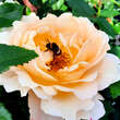 Rose 'Sonnenwelt': Bild 2/8