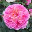 Rose 'Theo Clevers': Bild 4/5