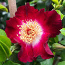 Rose 'Hiawatha' - Ramblerrose