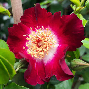 Rose 'Hiawatha'