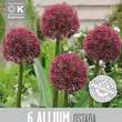 Allium Ostara: Bild 1/1