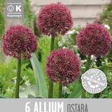 Allium Ostara - Zierlauch