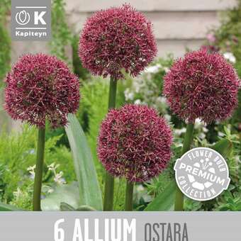 Allium Ostara