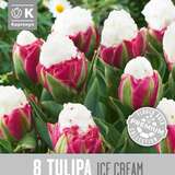 Tulipa Ice Cream - Gefülltblütige Tulpe