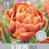 Tulipa Brazil - Gefülltblütige Tulpe