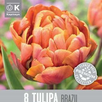 Tulipa Brazil
