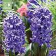 Hyazinthe Blue Star: Bild 1/1