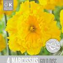 Narcissus Gold Disc - Narzisse