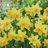 Narcissus Tete a Tete - Narzisse