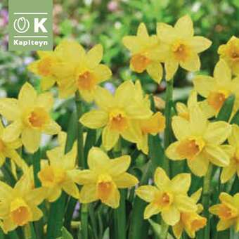 Narcissus Tete a Tete