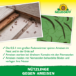 Nützlinge gegen Ameisen: Bild 4/8