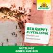 Nützlinge gegen Ameisen: Bild 8/8
