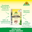 Nützlinge gegen Ameisen: Bild 2/8